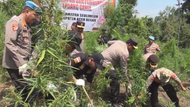Kepolisian Lakukan Pemusnahan 11 Hektar Ladang Ganja di Aceh