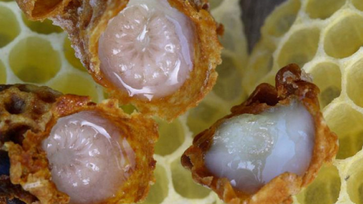 Memberikan Efek Antipenuaan, Ini 7 Manfaat Royal Jelly