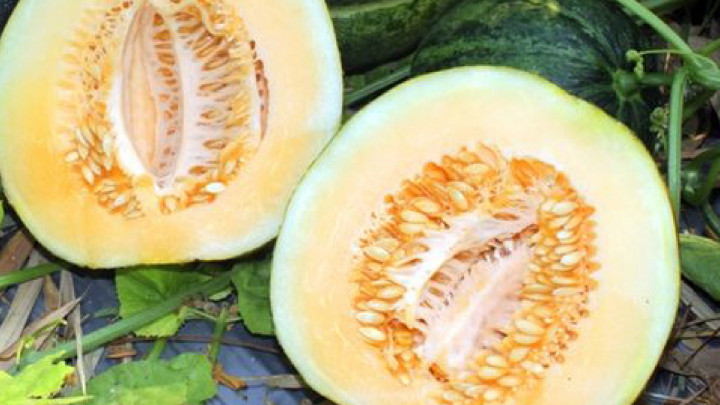 Sering Dikonsumsi Saat Puasa, Ini 5 Khasiat Buah Blewah