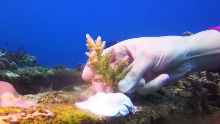 3 Lokasi Transplantasi Terumbu Karang di Indonesia