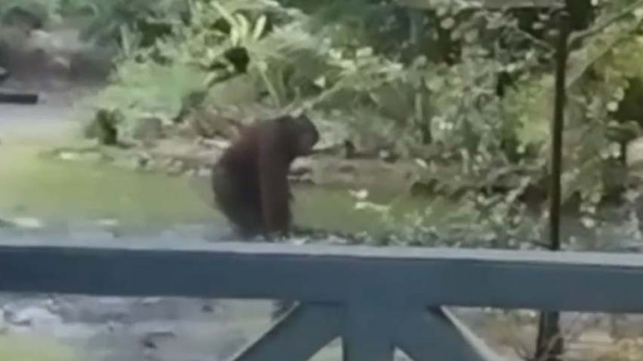 Seekor Orangutan Terekam Masuk ke Permukiman Warga di Kabupaten Berau