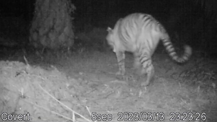 Terekam CCTV! Detik-detik Harimau Sumatera Pincang Berkeliaran Masuk Perkebunan Sawit di Bengkulu