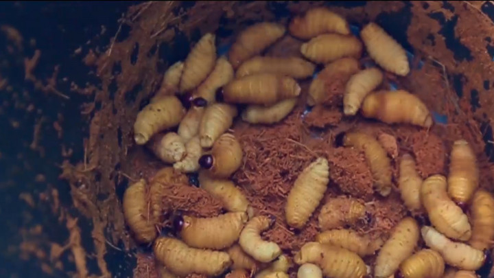 Hiiii! Ternyata Begini Cara Mencari Ulat Sagu