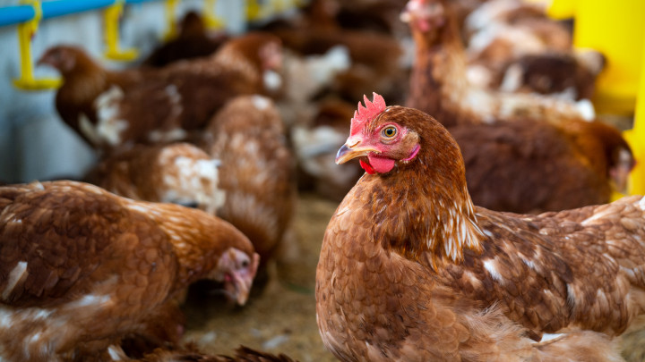 Waspada! Kenali 5 Bahaya Flu Burung Terhadap Manusia