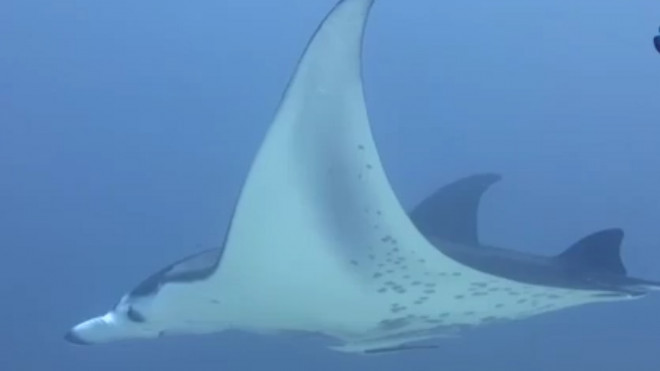 Penampakan Ikan Pari Manta Langka di Raja Ampat