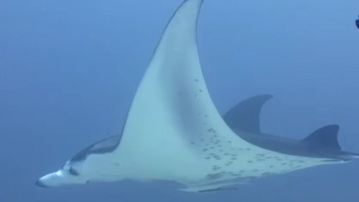 Penampakan Ikan Pari Manta Langka di Raja Ampat