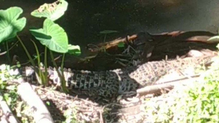 Kemunculan 3 Buaya Kembali Gegerkan Warga Kabupaten Kediri