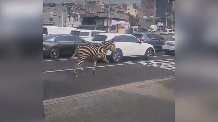 Heboh! Seekor Zebra Berjalan-jalan Usai Kabur dari Kebun Binatang di Seoul