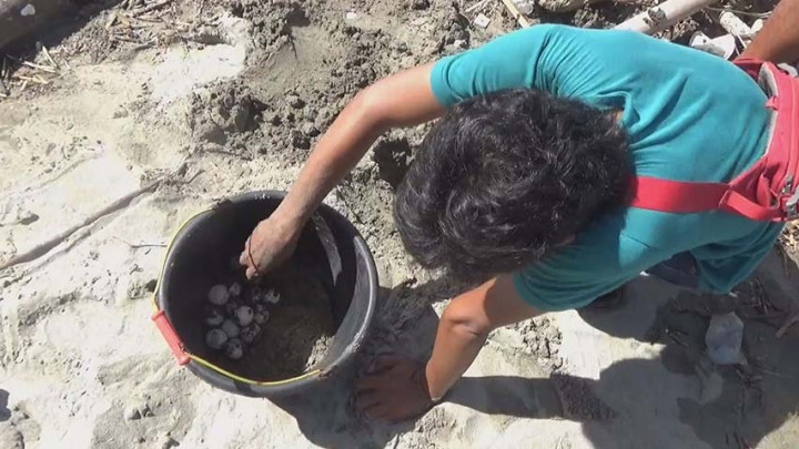 Warga Pesisir Polewali Mandar Ngabuburit Sambil Menyelamatkan Telur Penyu