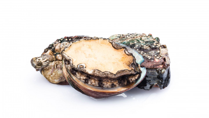 Terkenal Mewah, Ini Manfaat Abalon untuk Kesehatan