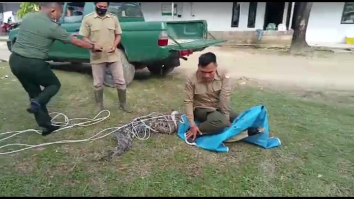 Detik-detik Buaya Ngamuk saat Hendak Dievakuasi di Tambak Udang Warga Banten
