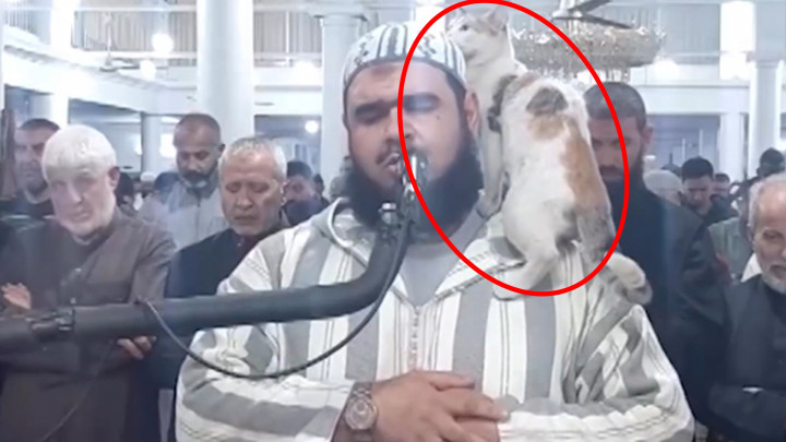 Detik-detik Seekor Kucing Naik ke Pundak Imam saat Salat Tarawih