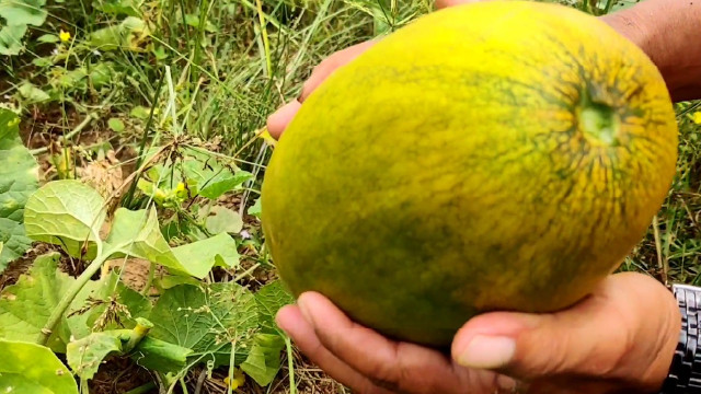 5 Manfaat Timun Suri Bagi Kesehatan