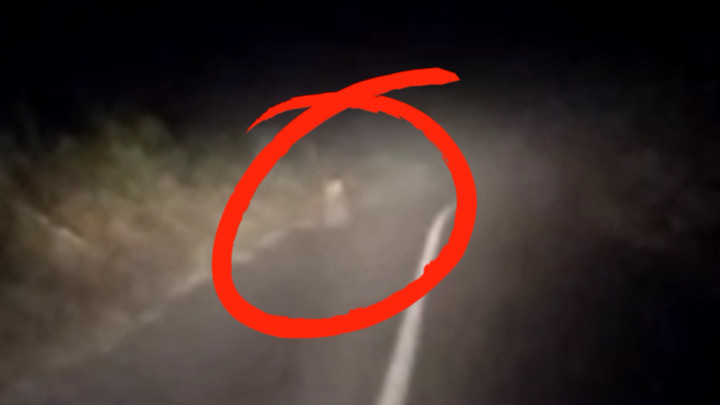 Viral! Detik-detik Harimau Hadang Pengguna Jalan di Kabupaten Lebong