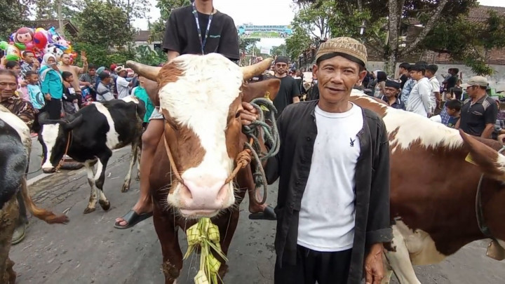 Meriah! Tradisi Syawalan Lebaran Sapi di Lereng Gunung Merapi