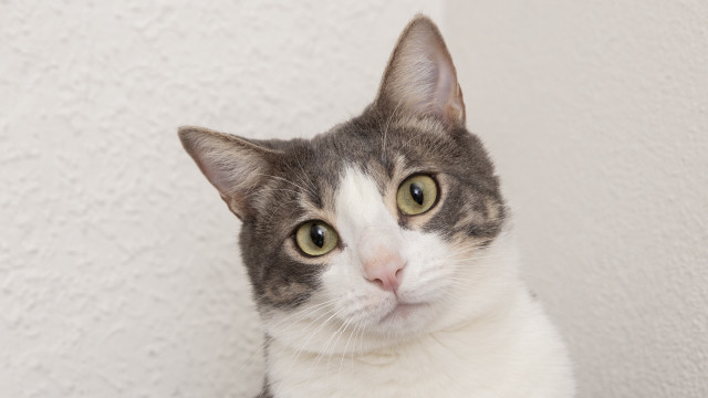 Pecinta Kucing Harus Tau! Cara Merawat Bulu Kucing Supaya Tumbuh Lebat dan Sehat