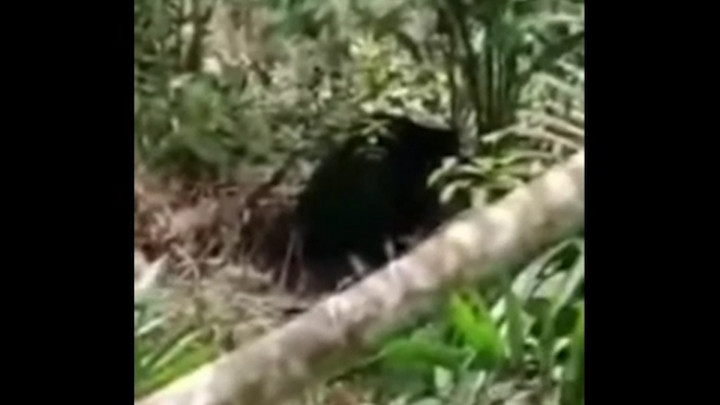 Ngeri! Beruang Besar Berkeliaran di Pemukiman Warga Tanjabbar