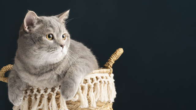 Kamu Punya Kucing Peliharaan? Yuk Kenali Mitos dan Fakta Terkait Bulu Kucing