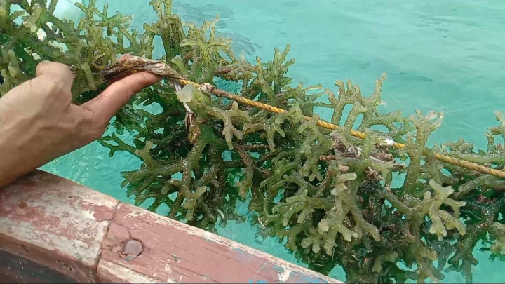 Tercemar Limbah, Petani Rumput Laut di Karimunjawa Gagal Panen