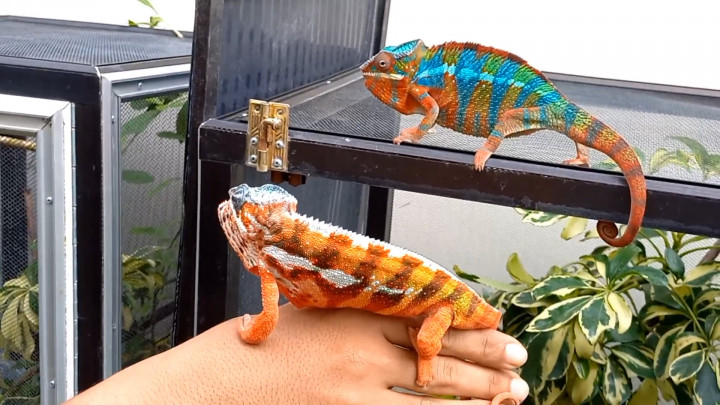 Wow! Pemuda Trenggalek Untung Puluhan Juta dari Budidaya Chameleon
