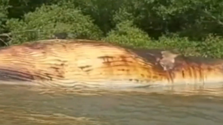 Paus Sepanjang 12 Meter Gegerkan Nelayan di Surabaya