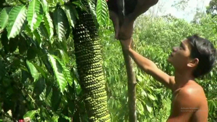 Langka! Pisang di Musi Rawas Berbuah hingga 4 Meter