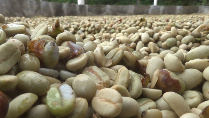 Wow! Kopi Rakyat di Jawa Timur Raup Omzet Miliaran Rupiah