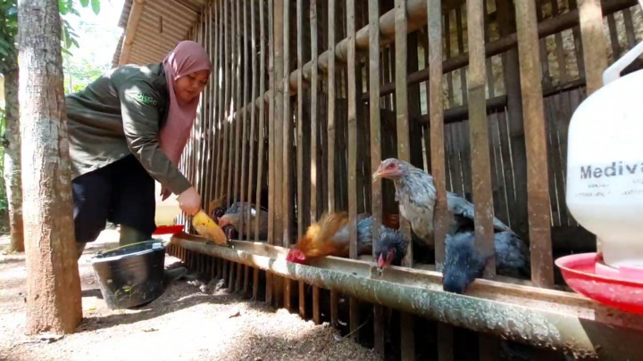 Wow! Peternak Ayam Milenial di Ciamis Berhasil Ciptakan Puluhan Lapangan Perkerjaan