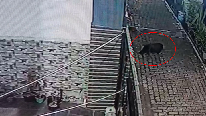 Heboh! Video Seekor Babi Berkeliaran di Pemukiman Warga Depok