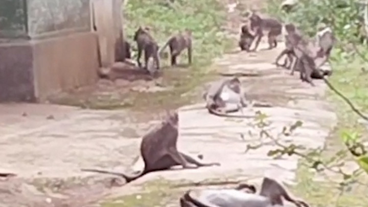 Ngeri! Jarah Hasil Pertanian, Kawanan Monyet Liar Turun ke Pemukiman Warga di Sukabumi