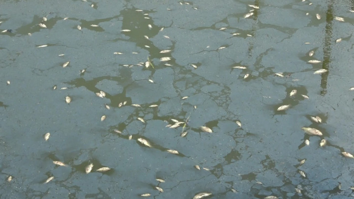 Tercemar Limbah Pabrik, Puluhan Ribu Ikan di Banyuasin Mati Mendadak