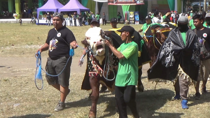 Unik! Fashion Show Sapi di Situbondo, Adu Kecantikan dan Bobot
