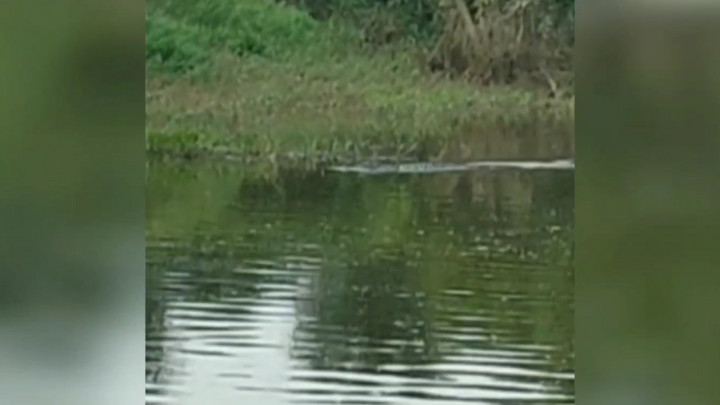 Viral! Kemunculan Buaya Sepanjang 6 Meter di Pelembang Hebohkan Warga
