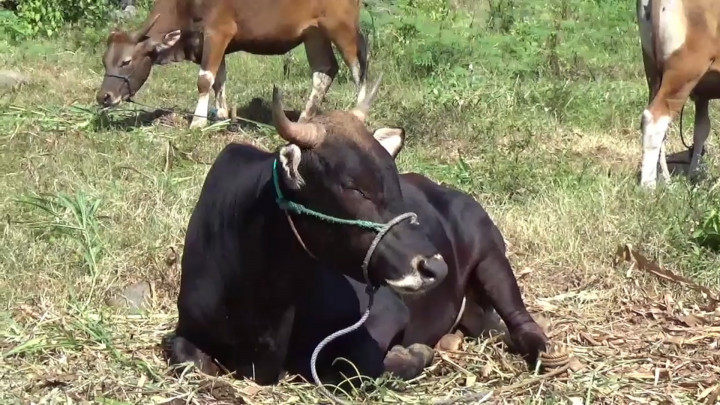 Ratusan Sapi Kurban Laris Terjual di Gowa, Harga Capai Ratusan Juta