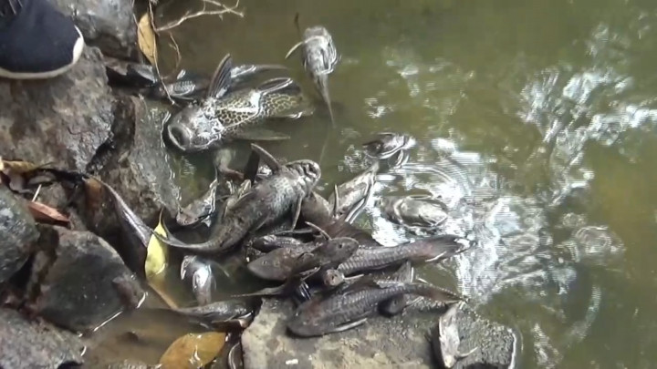 Tercemar Limbah! Ribuan Ikan Mati Mendadak di Kali Sadang Bekasi
