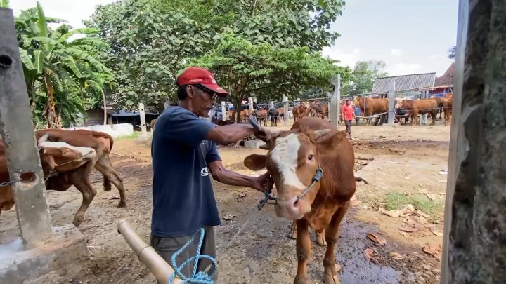 Unik! Jelang Iduladha, Salon Sapi di Pasar Blitar Ramai Peminat