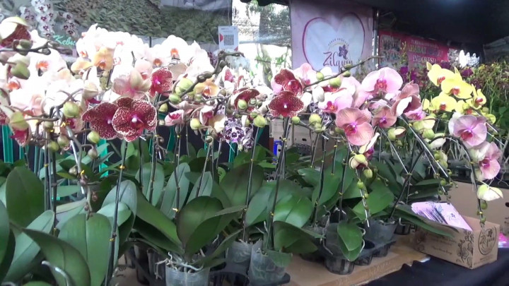Adu Kecantikan Anggrek di Ajang Tulungagung Orchids Show