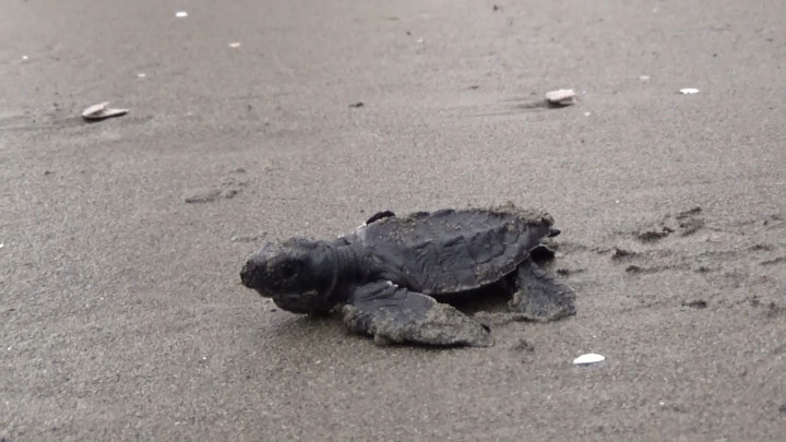 Hari Penyu Sedunia, Ratusan Tukik Dilepasliarkan di Pantai Barane Selama 2023