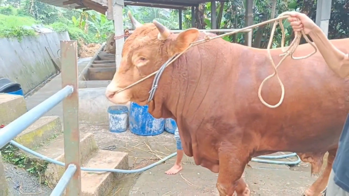 Wow! Sapi Limosin Seberat 1 Ton Milik Peternak di Bandung Jadi Kurban Presiden Jokowi