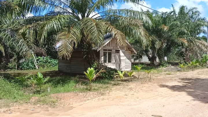 Miris! Ratusan Warga Transmigrasi di Jambi Hidup Menderita