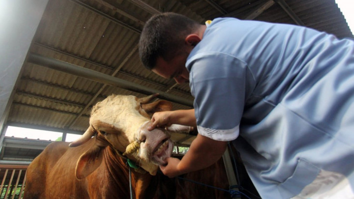 Ini Syarat Hewan Kurban yang Sesuai dengan Syariat Islam