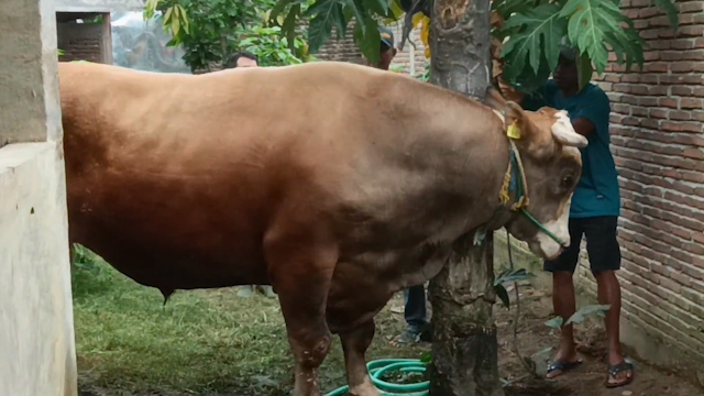 Fantastis! Presiden Jokowi Beli Sapi Kurban Seharga Rp 107 Juta