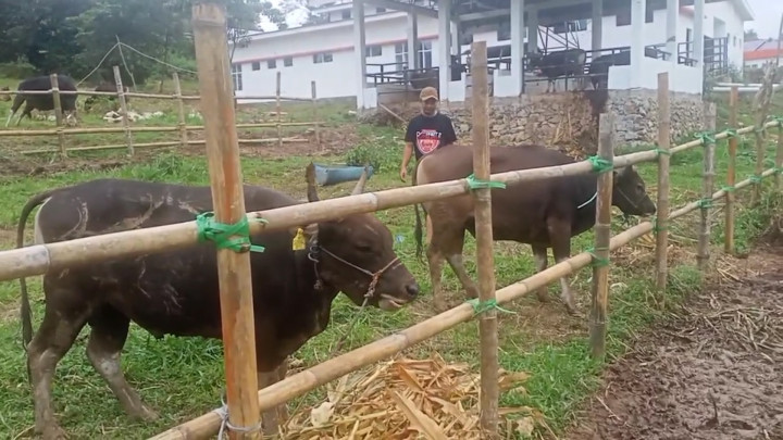 Jelang Iduladha, Permintaan Hewan Kurban di Sinjai Meroket