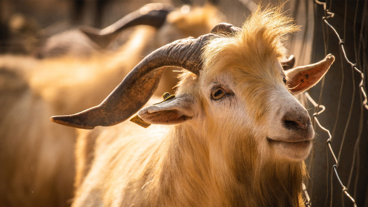 Kamu Ingin Beli Hewan Kurban via Online? Perhatikan 4 Hal Ini Ya