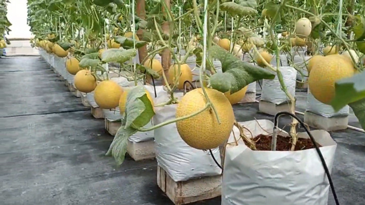 Petani Asal Pati Sukses Raup Keuntungan dari Budidaya Melon Hidroponik