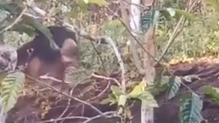 Heboh! Beruang Moncong Putih Berkeliaran Resahkan Warga Rejang Lebong