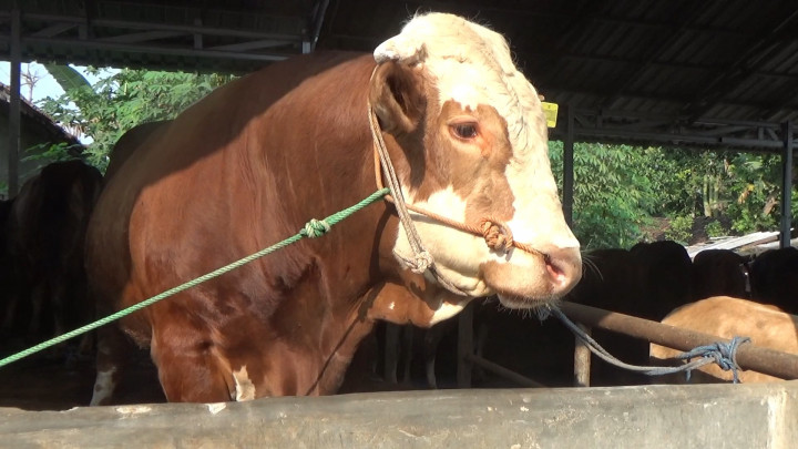 Duh! Jelang Iduladha, Sleman Kekurangan Stok Hewan Kurban
