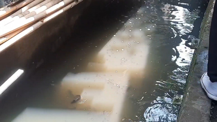 Duh! Ribuan Ikan Mati Akibat Aliran Sungai Pendo di Kudus Tercemar Limbah Pabrik