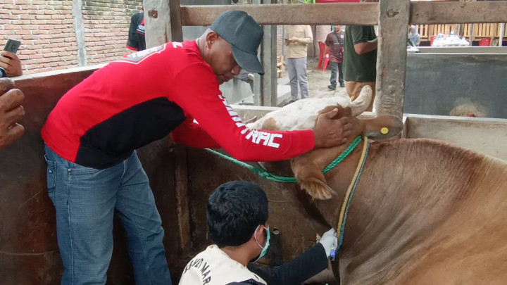 Pastikan Bebas Penyakit dan Layak, Petugas Keswan Periksa Sapi Kurban Jokowi