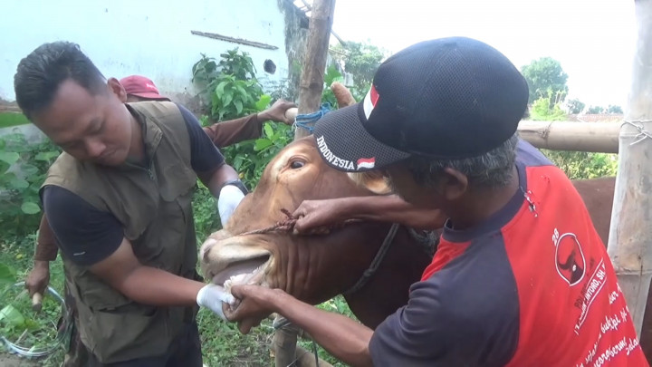 Sidak Hewan Kurban di Jombang, Petugas Temukan 4 Ekor Sapi Terjangkit LSD!